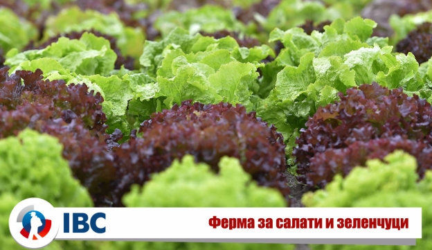 Salad_Picking_Pro-Force.jpg